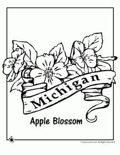 From alabama to wyoming, you can find your state flower print them all for lots of coloring and learning fun. Wisconsin State Flower Coloring Page | Flower coloring ...