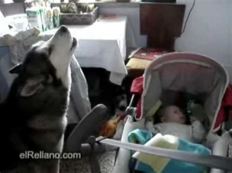VIDEO Dog Soothes Crying Baby With A Song - Doggie Outpost