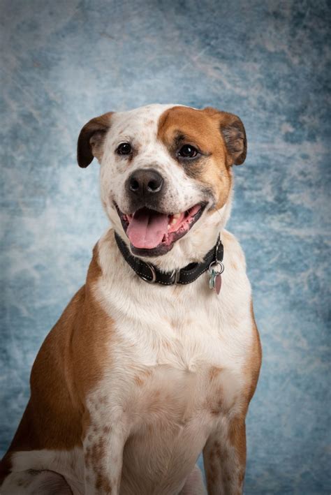 Press alt + / to open this menu. Dog for adoption - Rocky, a Cattle Dog Mix in Scranton, PA ...