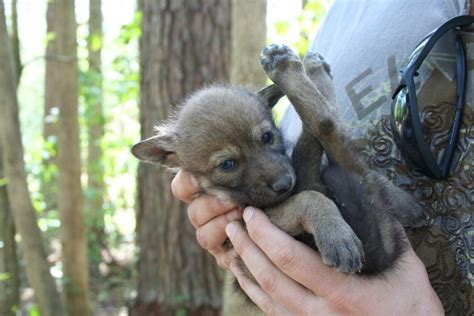 These animals are both feared and cherished. Buying a Wolf Puppy: Care, Legality, and Differences from Dogs