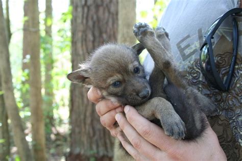 5 x 7 formal adoption certificate. Buying a Wolf Puppy: Care, Legality, and Differences from Dogs