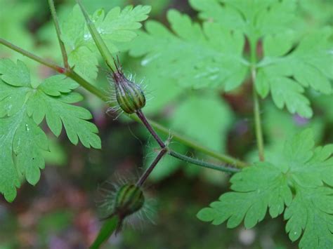 Check spelling or type a new query. Geranium robertianum: Herb-robert: Geraniaceae | Geraniums ...