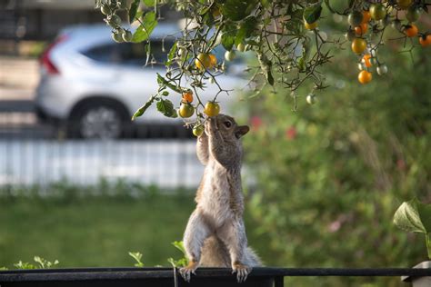 In this rare video this opossum was filmed eating tomatoes from a vine in a garden. 6 Ways to Keep Squirrels From Eating Your Tomatoes