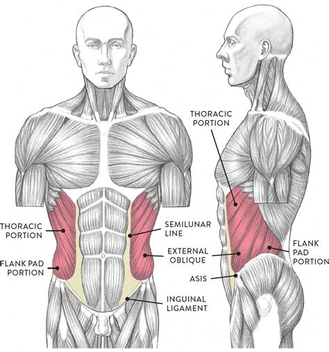 851 x 1280 jpeg 121 кб. Muscles of the Neck and Torso - Classic Human Anatomy in ...