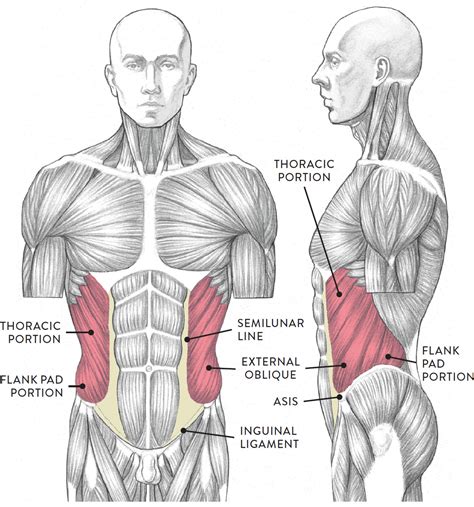 1.frontalis 2.orbicularis oculi •orbital portion •palpebral portion 1.zygomaticus major 2.levator labii superioris alequae nasii 3.levator internal and external obliques work to rotate the torso and stabilize the abdomen. Muscles of the Neck and Torso - Classic Human Anatomy in Motion: The Artist's Guide to the ...