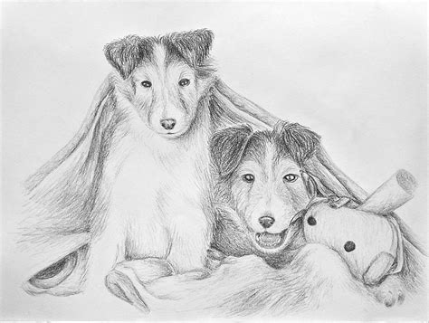 The noisy, zealous, obedient shetland sheepdog, a herding dog with long hair, small to medium body is a bicolor/tricolor/multicolored intelligent dog, resembling a miniature collie, willing to work hard, pleasing its owner. Shetland Sheepdog Puppy Drawing by Jeanette K