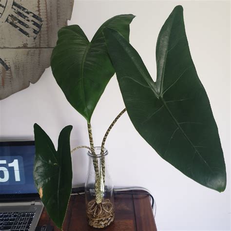 Larger plants, generally those that ship in 8″ pots or with totems, will be topped to 36″ or 48″ overall. Alocasia zebrina 'Reticulata', Elephant Ear 'Reticulata ...