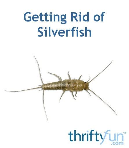 Compare pest control quotes the fast way. Getting Rid of Silverfish | ThriftyFun