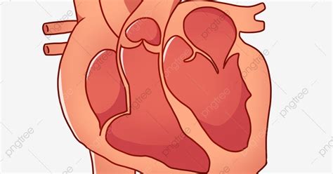 Gambar jantung hati hd download now cinta jantung hati gambar gratis. Gambar Animasi Jantung