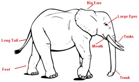 Animal diagram elephant labeled and unlabeled abcteach. Elephant Body Parts Labeled