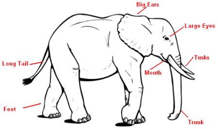 >anatomy of dicotyledonous and monocotyledonous plants. African Elephant Anatomy