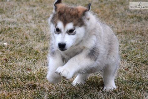 Find alaskan malamute puppies from a vast selection of animals. Alaskan Malamute puppy for sale near Fort Wayne, Indiana ...