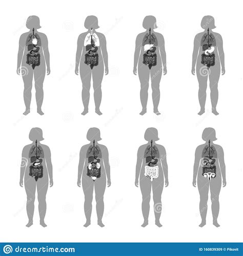 It's what babies and menstrual blood leave the body through. Internal Organs In Obese Female Body Stock Vector - Illustration of kidney, concept: 160839309