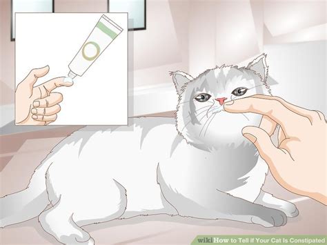 How did my dog become constipated? How to Tell if Your Cat Is Constipated: 8 Steps (with ...