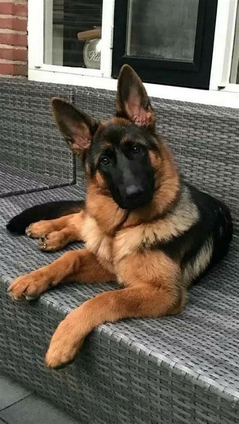 The main causes for fo this would be due to genetic variation that causes. Everything we admire about the intelligent German Shepherd Puppies #germanshepherdpuppys # ...