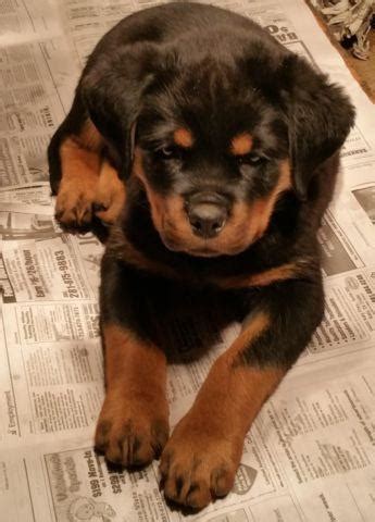 If you have any german rottweiler puppies. 11 weeks old Female AKC German Rottweiler Puppies for Sale ...