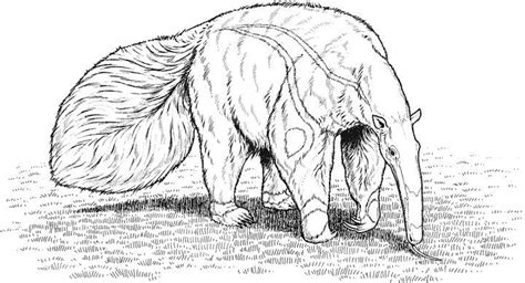 Looking at this creature, you might suspect that it is from another galaxy. Anteater coloring page - Animals Town - Animal color ...