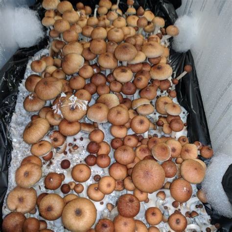 Check your local mushroom growing laws. cubensis Pink Buffalo | Spore, Food, Stuffed mushrooms