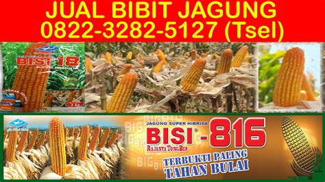 Kebutuhan manusia dalam mencapai kepuasan hidup b. 0822-3282-5127 (Tsel), Jual Bibit Jagung: January 2017