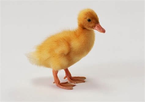Gambar bebek atau itik berada di kaki belakang anj*ing. Stock Photo Gambar Itik dan Bebek