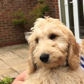 Bathroom canisters australian terrier hypoallergenic. Julia Clarke (jclarke1907) - Profile | Pinterest