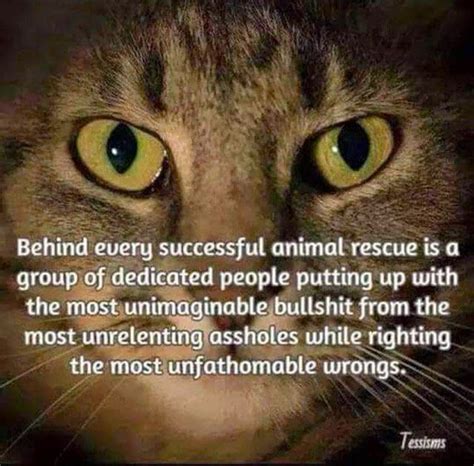 See actions taken by the people who manage and post. RAINA'S CAT RESCUE: Animal Rescue Problems | Rescue quotes ...