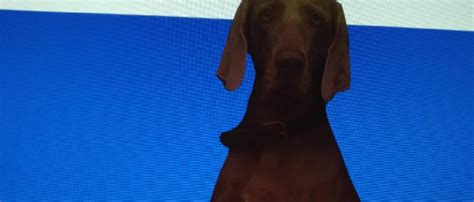 Kürzlich sei im rund 360 kilometer östlich von moskau gelegenen dserschinsk ein rosa hund. Einreise Russland mit Hund | Hundetravel - Urlaub mit Hund