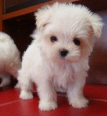 Very friendly, sweet baby girl. teacup maltese puppies for sale FOR SALE ADOPTION in ...