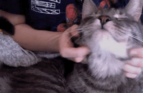 It is the same as human beings. 10 Cat GIFs to brighten your day