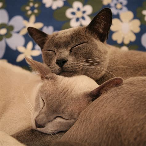 We are very careful about where we place our kittens. Burmese Cat Breeders Washington State