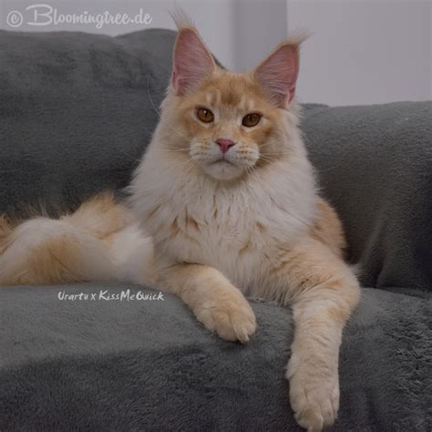 Our largest, micky, is 33 pounds and we have had girls reach 18 pounds at 1. Maine Coon Cats of Bloomingtree - Galerie - Botschafter ...