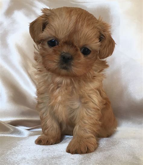 We pair breeders with you. Imperial Shih Tzu Puppies For Sale In Ct : Imperial Shih ...