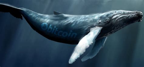Bitcoin whales are moving the digital currency in large amounts amid price volatility. Bitcoin Whales Have Accumulated Thousands of Coins in the Last 2 Months - Bitcoin News | Current ...