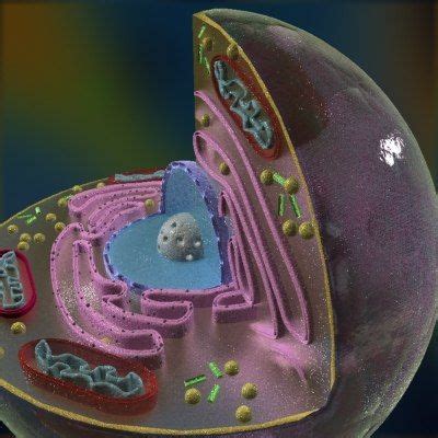 Maybe you would like to learn more about one of these? 3d model animal cell