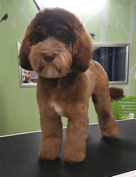 How to groom a labradoodle puppy. Australian Labradoodle Grooming | Australian labradoodle ...