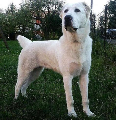 Alabay köpeği hakkında merak edilen tüm özellikleri ve bakımı hakkında her şeyi öğreneceksiniz. ALABAY KÖPEKLERİ ***Vatanı Türkmenistan*** Alabai Dogs ...