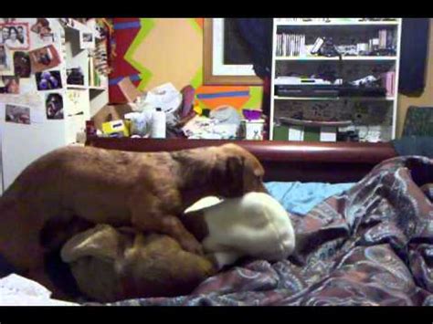 #and then him talking about his hard on. Dog knotted - YouTube