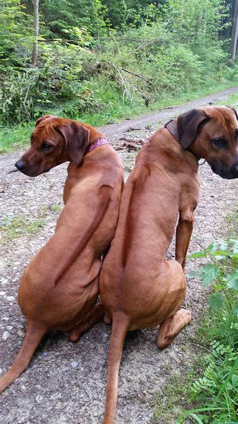 Der rhodesian ridgeback ist ein schlanker aber muskulöser hund mit einem sehr kurzen fell und dem typischen „ridge, dem streifen haare auf dem rücken, die in umgekehrter richtung wachsen. Rhodesian Ridgeback | Hunde