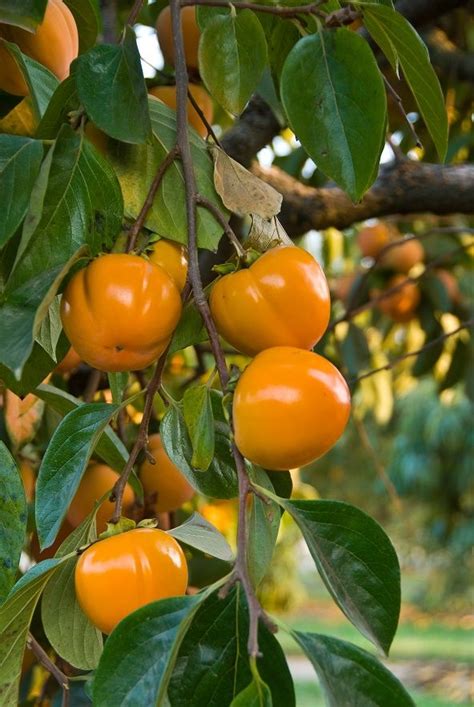 The fuyu persimmon tree bears at a young age and is a heavy. Giant Fuyu Persimmon Tree en 2020 | Frutas exóticas ...