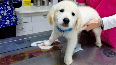 Your first vet visit can seem intimidating. Puppy's First Visit to the Vet. Golden Retriever Puppy The ...