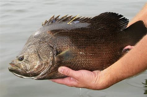 Fish with human teeth disgusting cool looking gross? Atlantic Tripletail or Blackfish, Mississippi saltwater ...