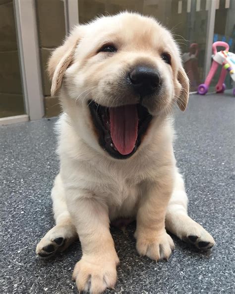 Hunde sind die besten freunde der menschen. Pin von Amber auf Smile | Hunde, Tiere, Süße tiere