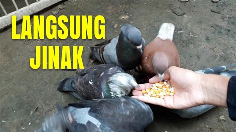 Khasiat manfaat bertuah mustika burung merpati putih insya allah untuk kemudahan dalam usaha / pekerjaan dan karir, penunduk jin dan khodam peliharaan orang, terhindar dari berbagai kesialan asmara, memiliki aura pelindung tenung, pancaran aura semakin stabil, bisa mendatangkan khodam pembantu, mempermudah mendapat karir yang cerah, kharisma. TIPS MENJINAKAN BURUNG MERPATI DENGAN MUDAH - YouTube