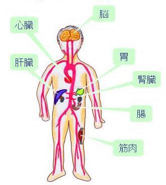 Dvt, deep vein thrombosis, thrombosis. 心臓血管外科の病気：動脈血栓症 | 病気の治療 | 徳洲会グループ