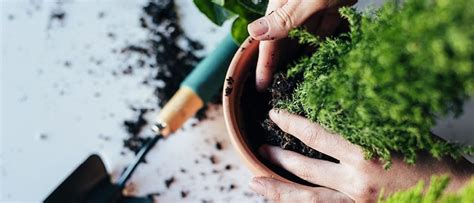 Steps on how to save an overwatered cactus: How to Replant | Houseplants, Replant, Planting flowers