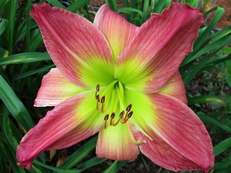 But reviews on this plant are mixed. DAYLILIES THAT DO WELL IN PARTIAL SHADE:Fuchsia Four