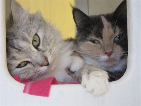 Maybe you would like to learn more about one of these? Cats Cradle Shelter | Rescue & Adoptions