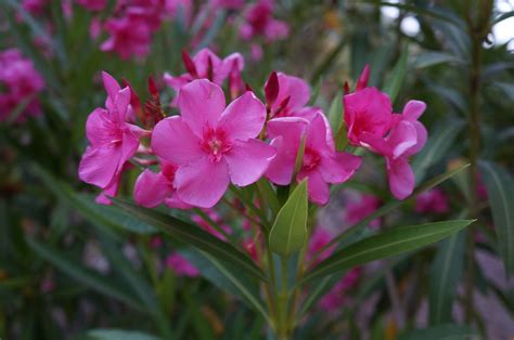 All oleanders contain cardenolides that exert positive inotropic effect on cardiac. Oleander Foto & Bild | pflanzen, pilze & flechten, blüten ...