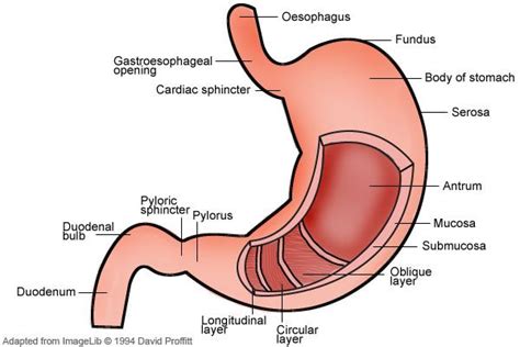 What happens to fats, carbs & protein in foods. Structure and Function of the Stomach | Structure and ...