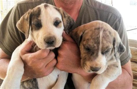 For puppies other reputable breeders may have please contact me. Great Dane Puppies! Colors, Colors, Colors! M/F Ready in 2 ...